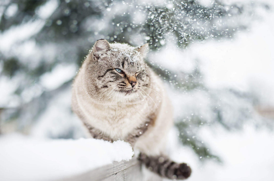 ❄️ Comment protéger son chat en hiver : 7 conseils essentiels