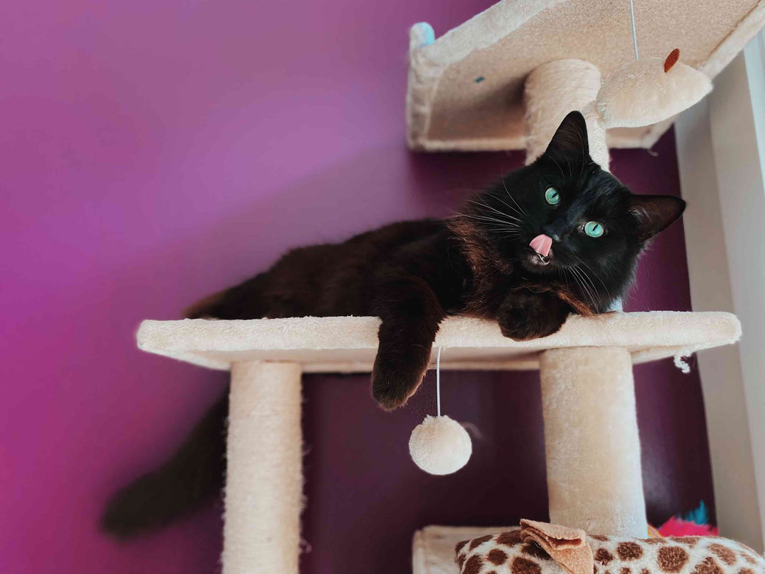 chat sur un arbre à chat design