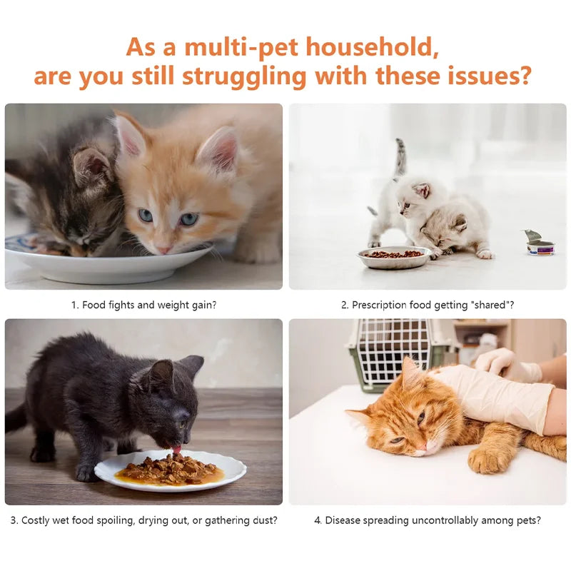 Image montrant des chats de différentes couleurs partageant de la nourriture sur des assiettes, illustrant des problèmes alimentaires.